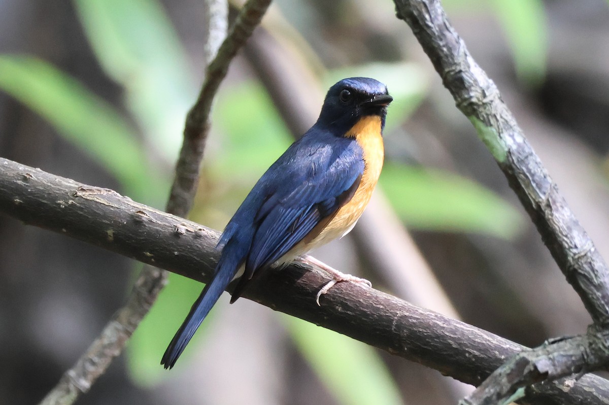 Mangrove Blue Flycatcher - Akekachoke Buranaanun