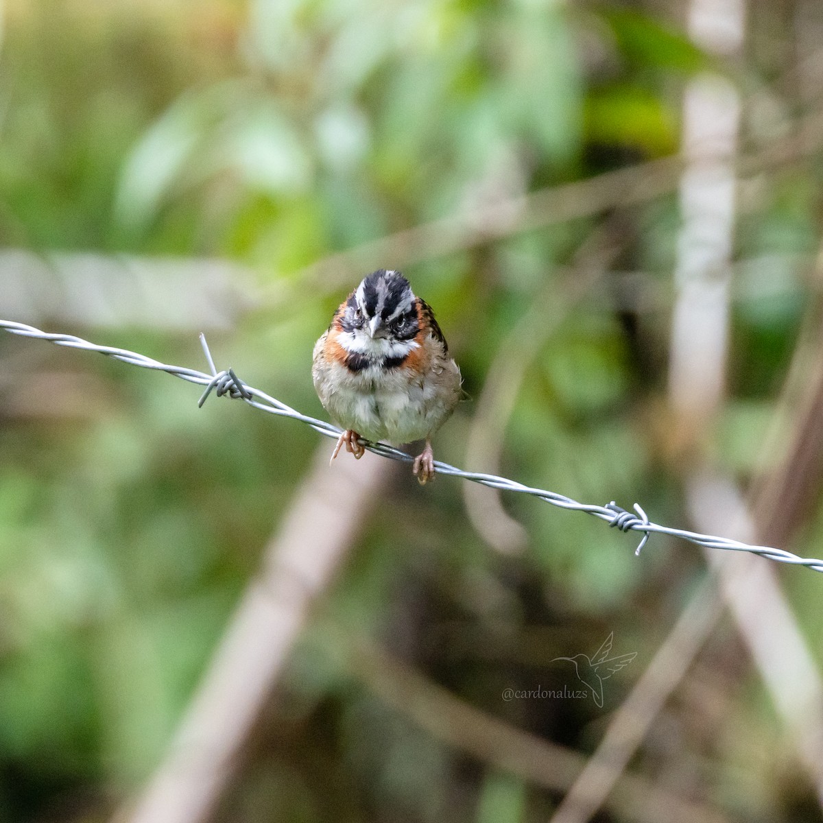 Rufous-collared Sparrow - ML618423842