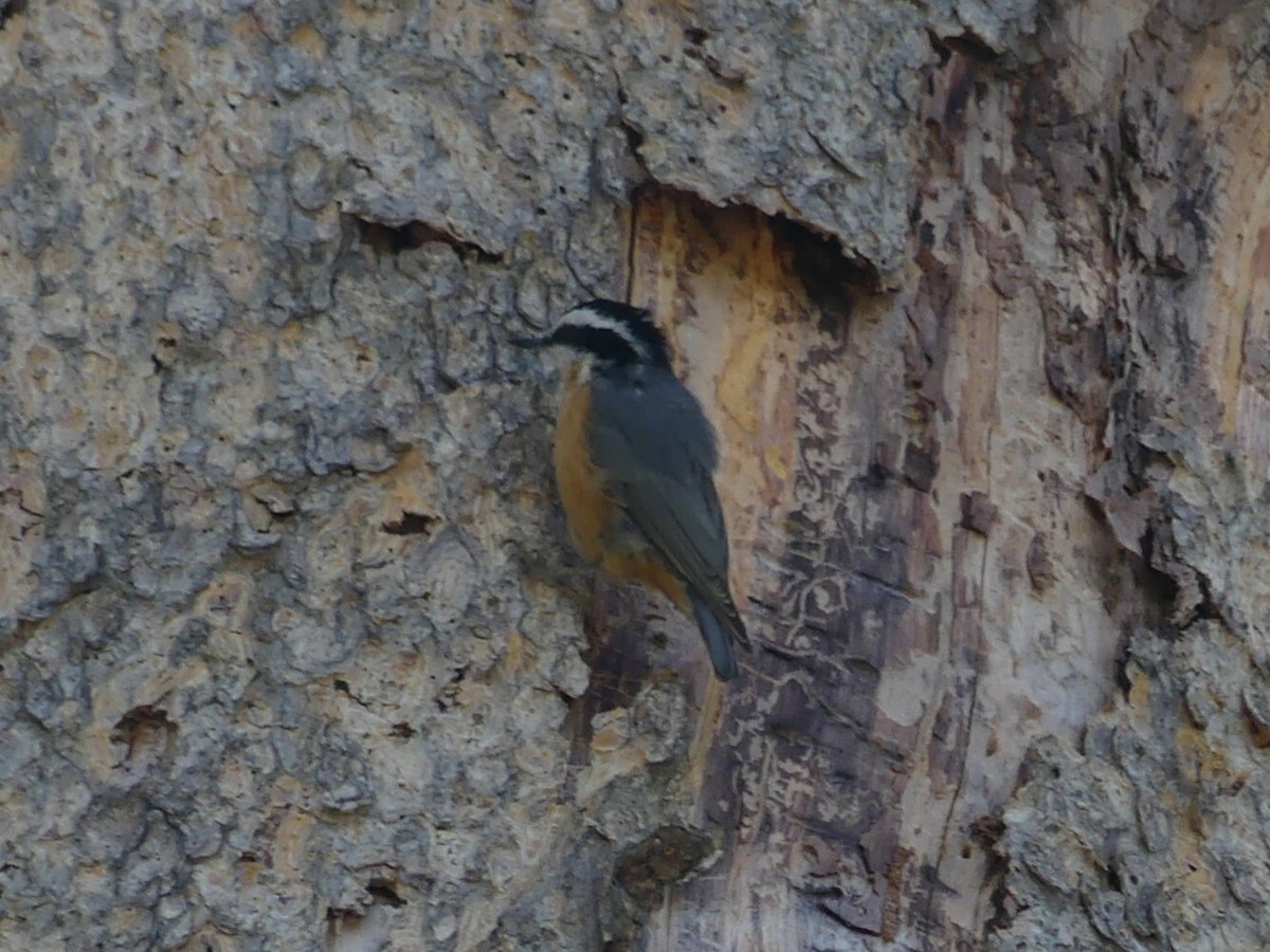 Red-breasted Nuthatch - ML618423858