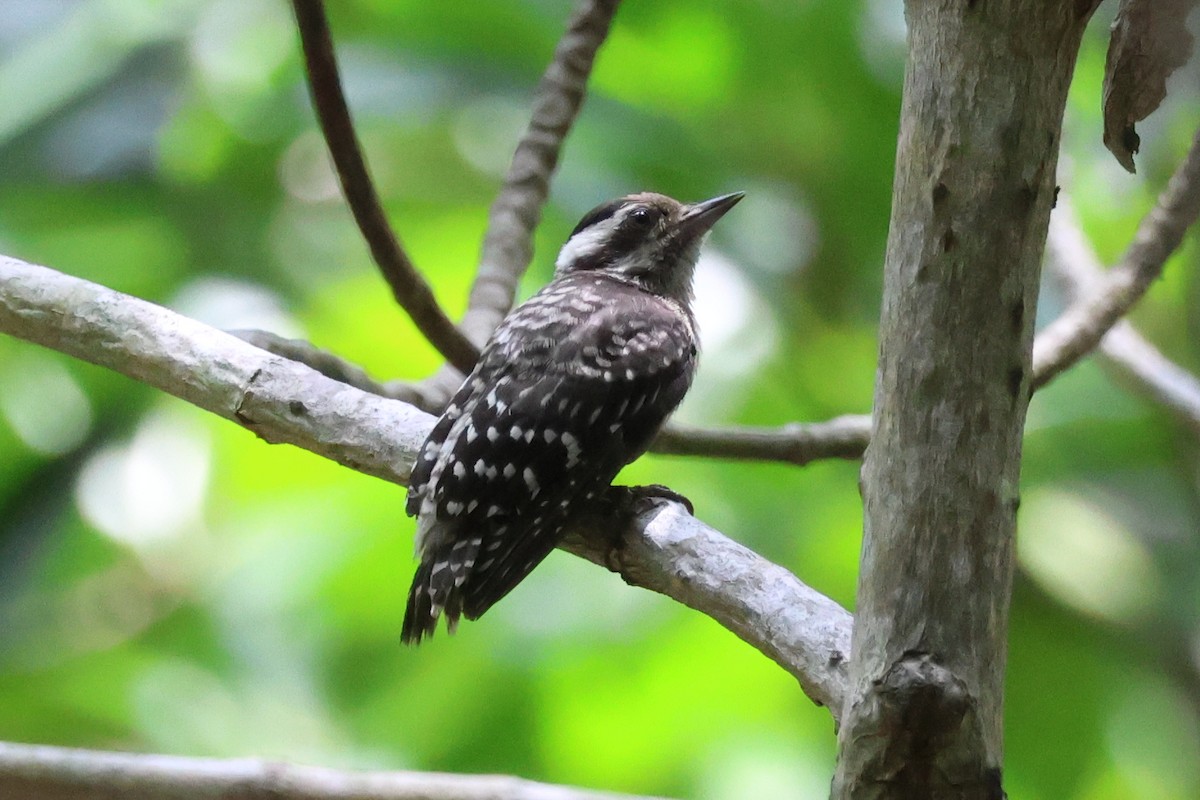 Sunda Pygmy Woodpecker - ML618423881