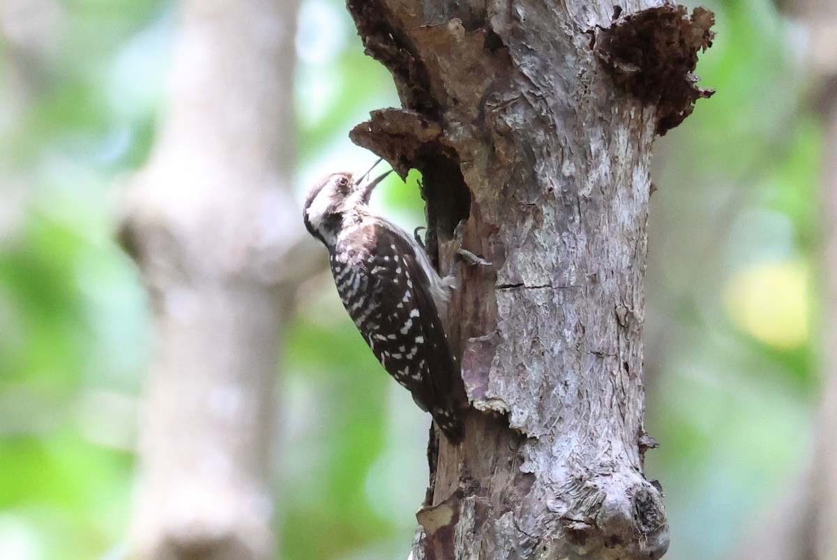 Sunda Pygmy Woodpecker - ML618423882