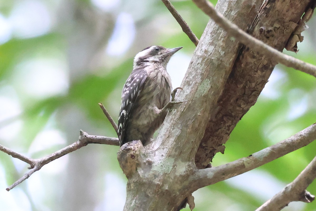 Sunda Pygmy Woodpecker - ML618423883
