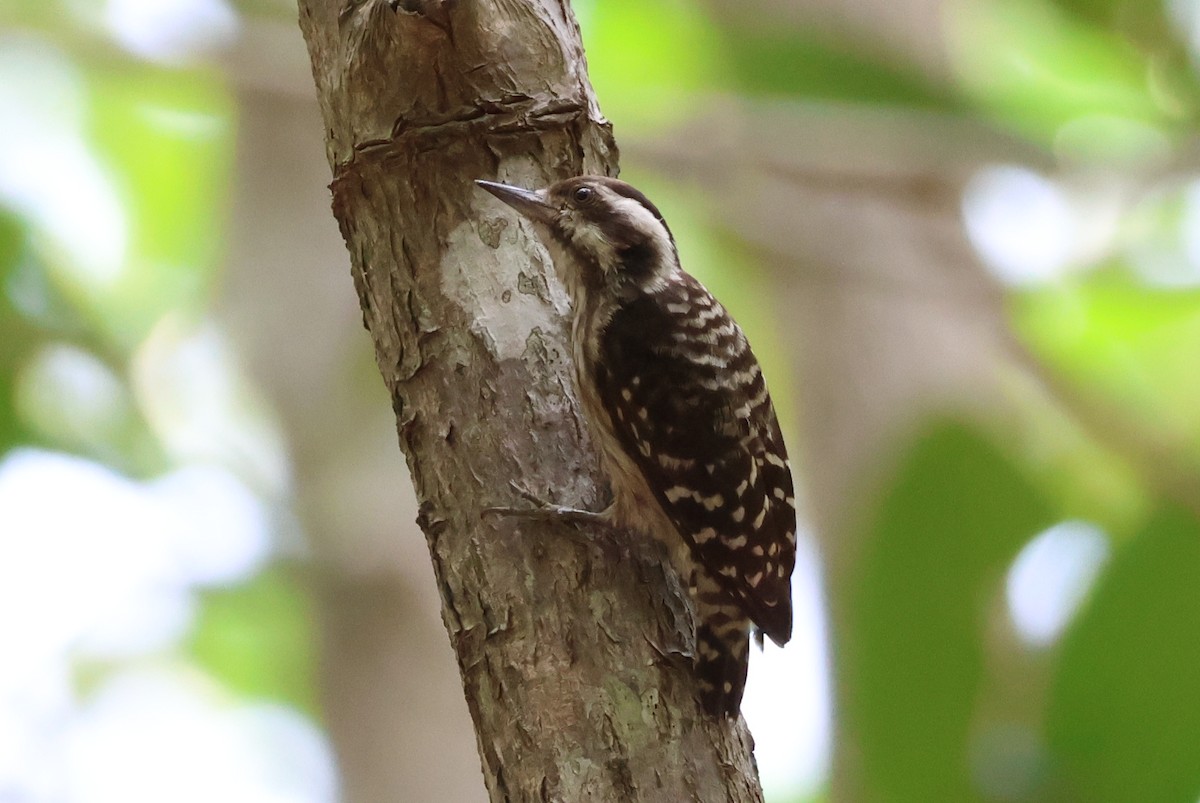 Sunda Pygmy Woodpecker - ML618423885