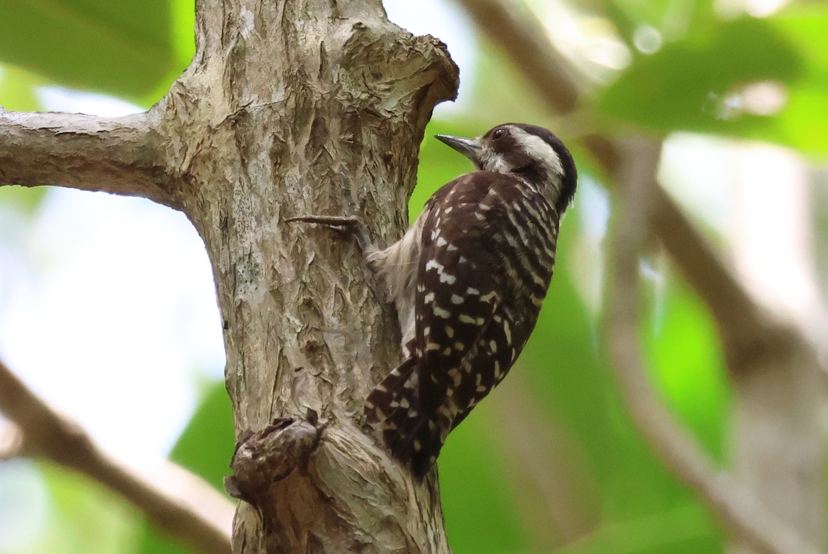 Sunda Pygmy Woodpecker - ML618423886