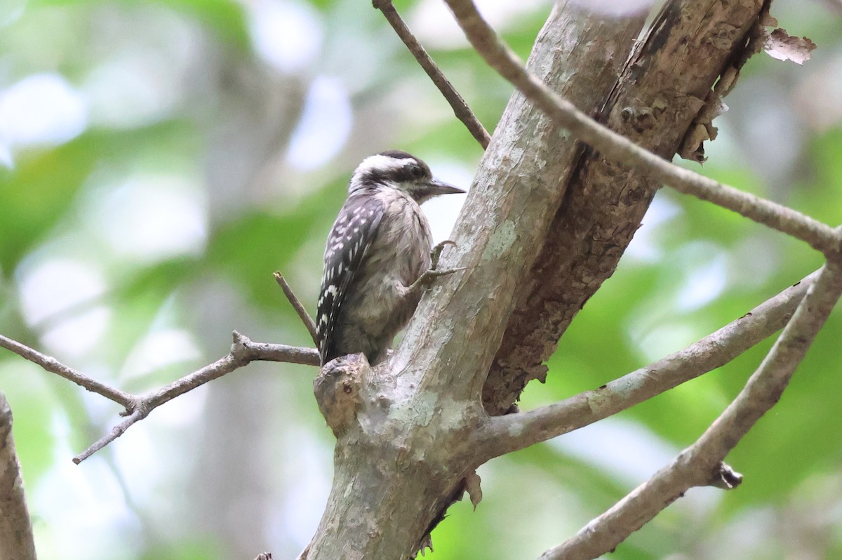 Sunda Pygmy Woodpecker - ML618423888