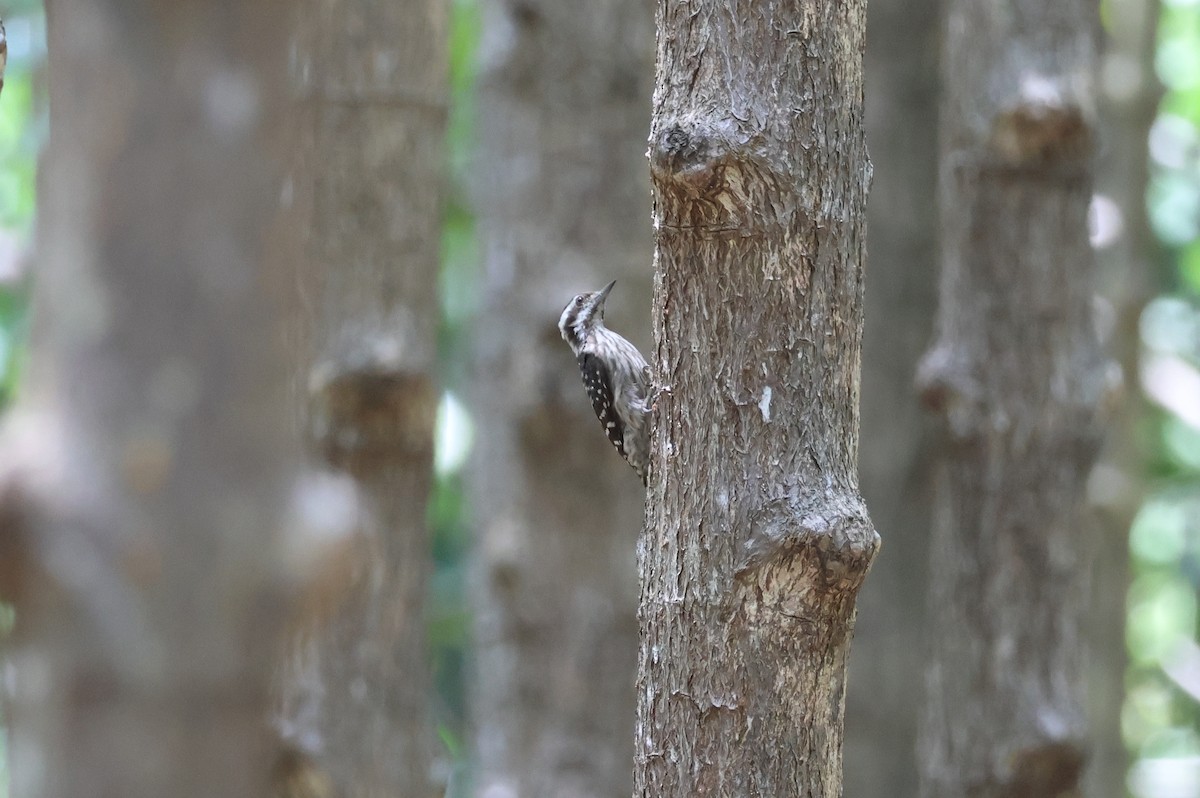 Sunda Pygmy Woodpecker - ML618423890