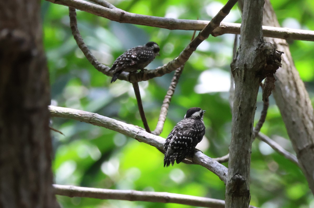 Sunda Pygmy Woodpecker - ML618423891
