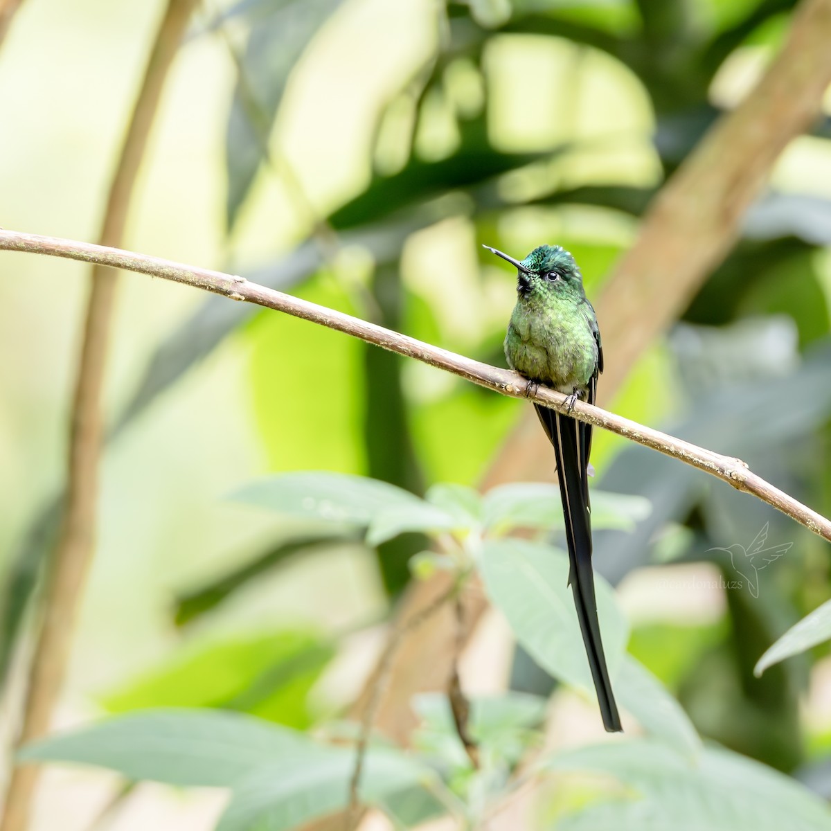 Long-tailed Sylph - ML618423895