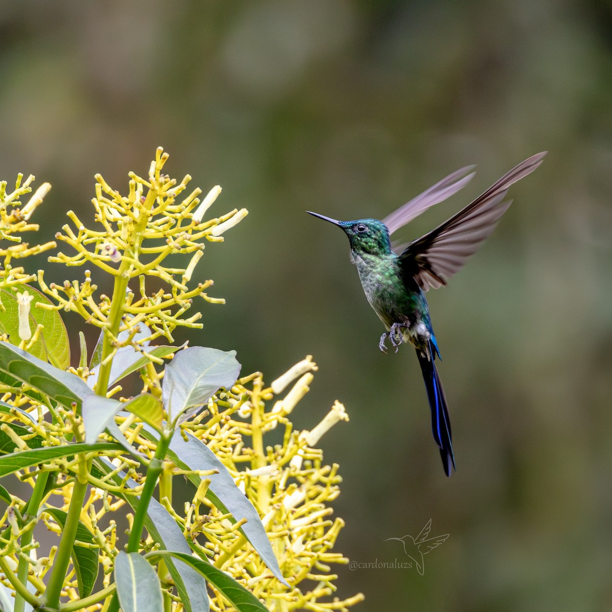 Long-tailed Sylph - ML618423898