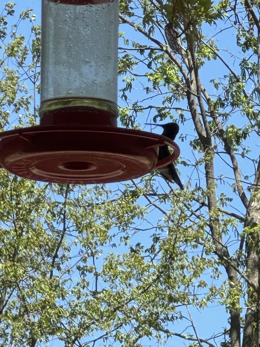 Ruby-throated Hummingbird - ML618423921