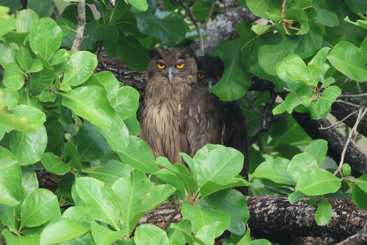 Dusky Eagle-Owl - Akekachoke Buranaanun