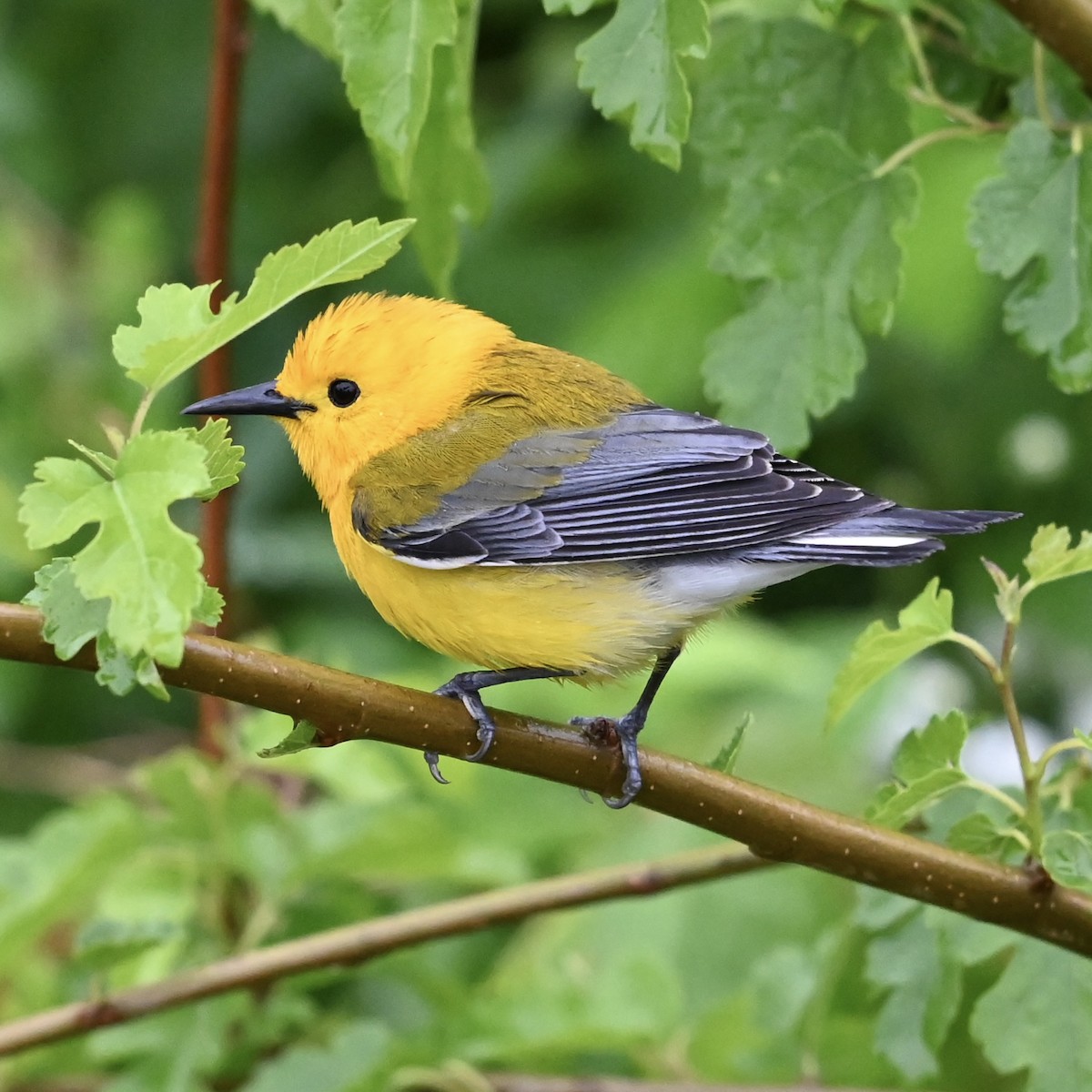 Prothonotary Warbler - ML618423967