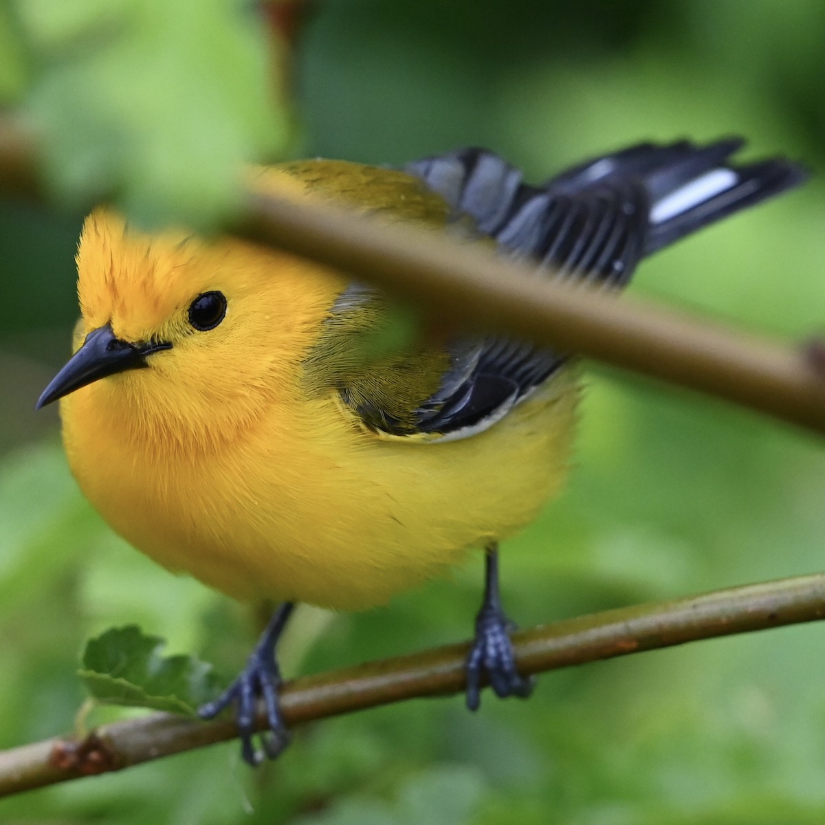 Prothonotary Warbler - ML618423968