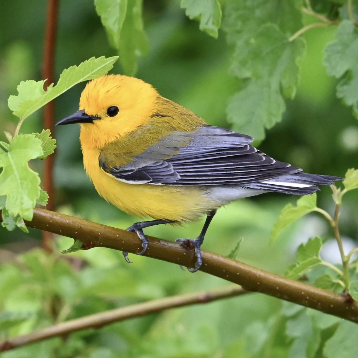 Prothonotary Warbler - ML618423969