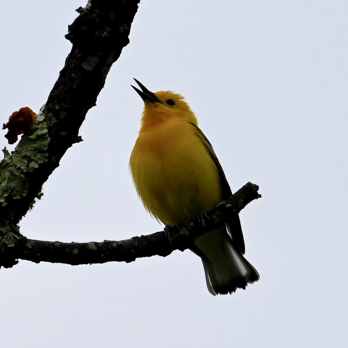 Prothonotary Warbler - ML618423970