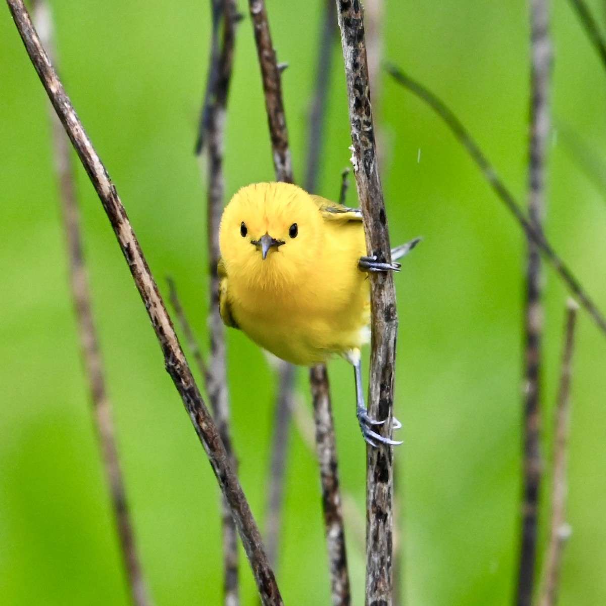 Prothonotary Warbler - ML618423971