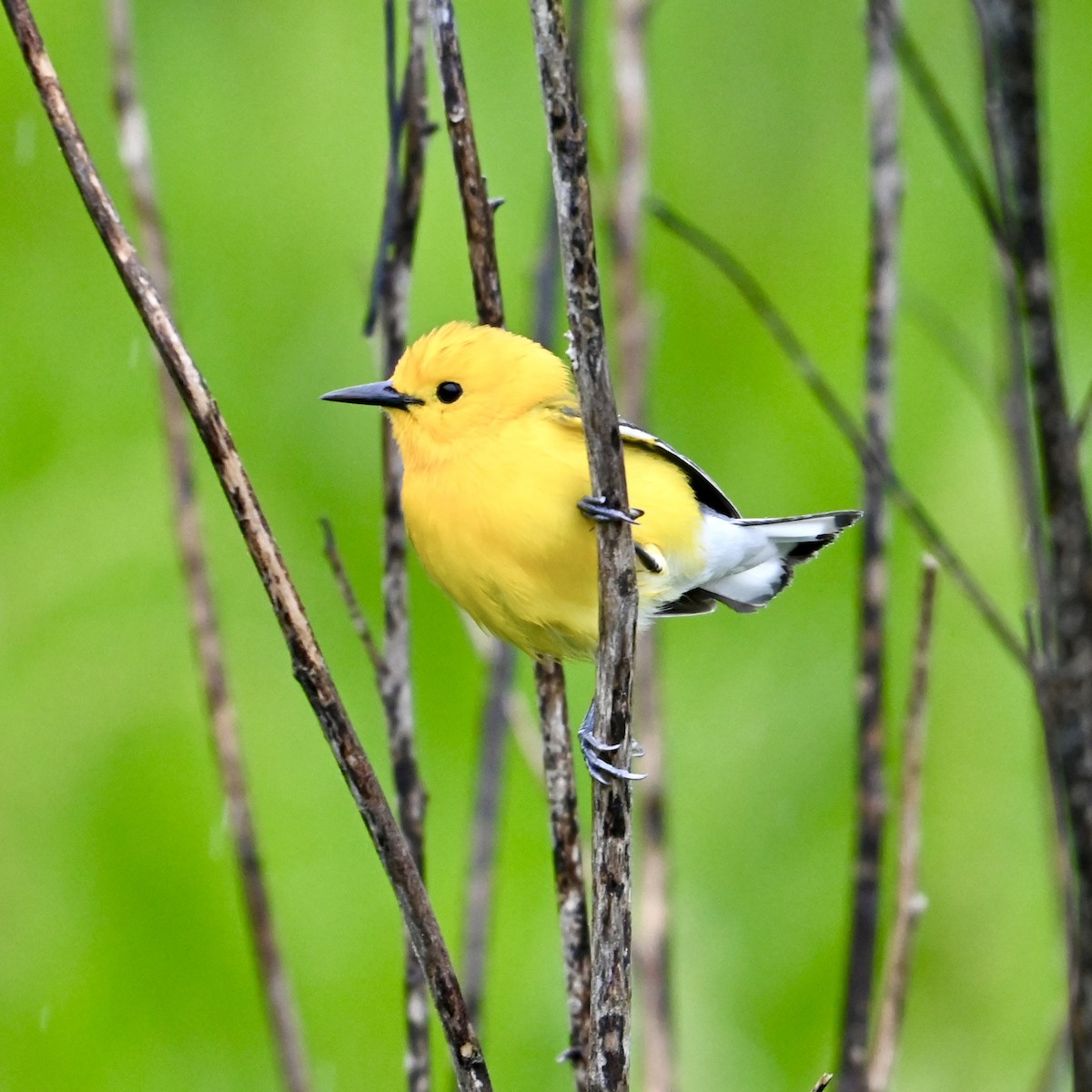 Prothonotary Warbler - Mike Saccone
