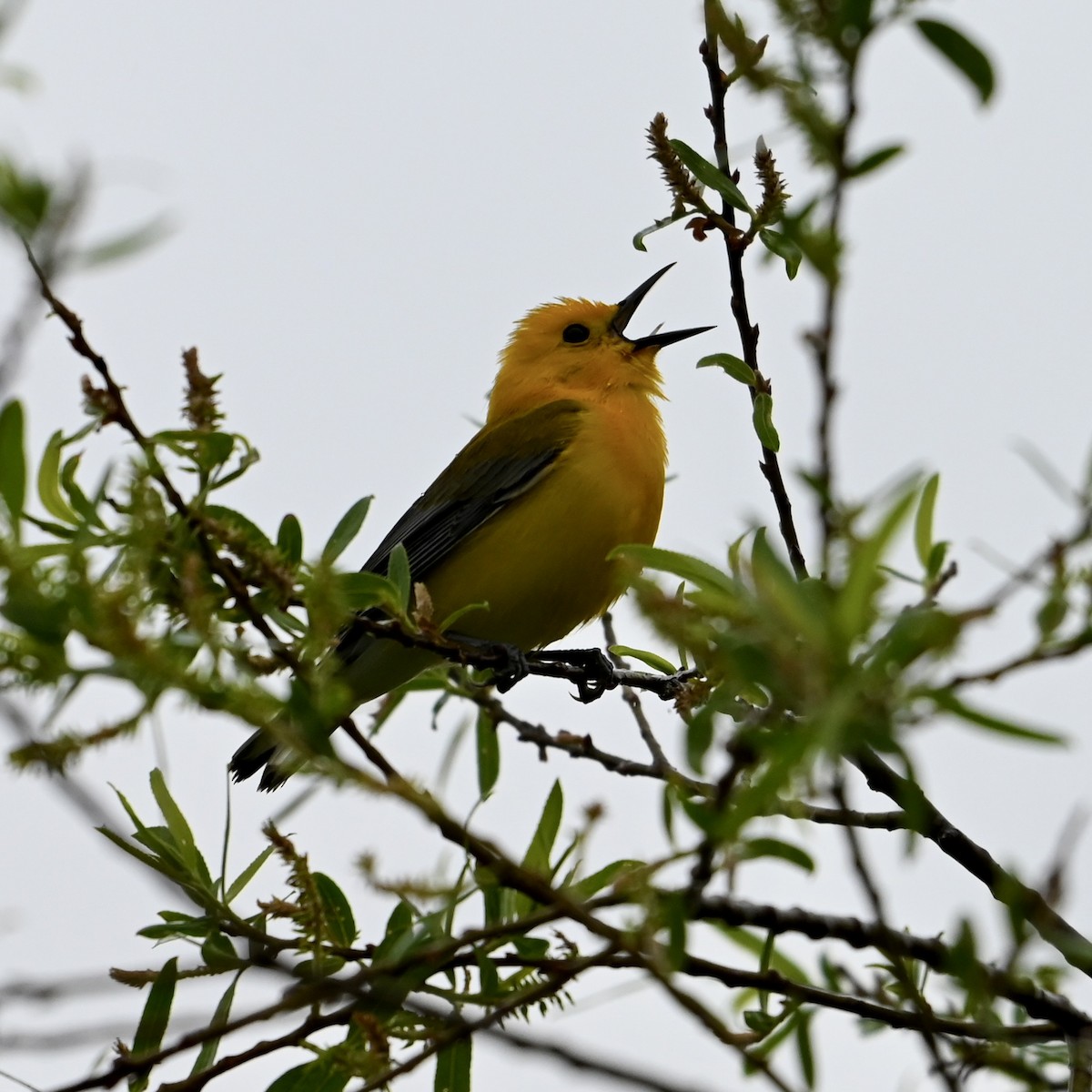 Prothonotary Warbler - ML618423973