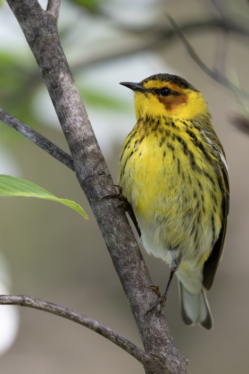 Cape May Warbler - ML618424034