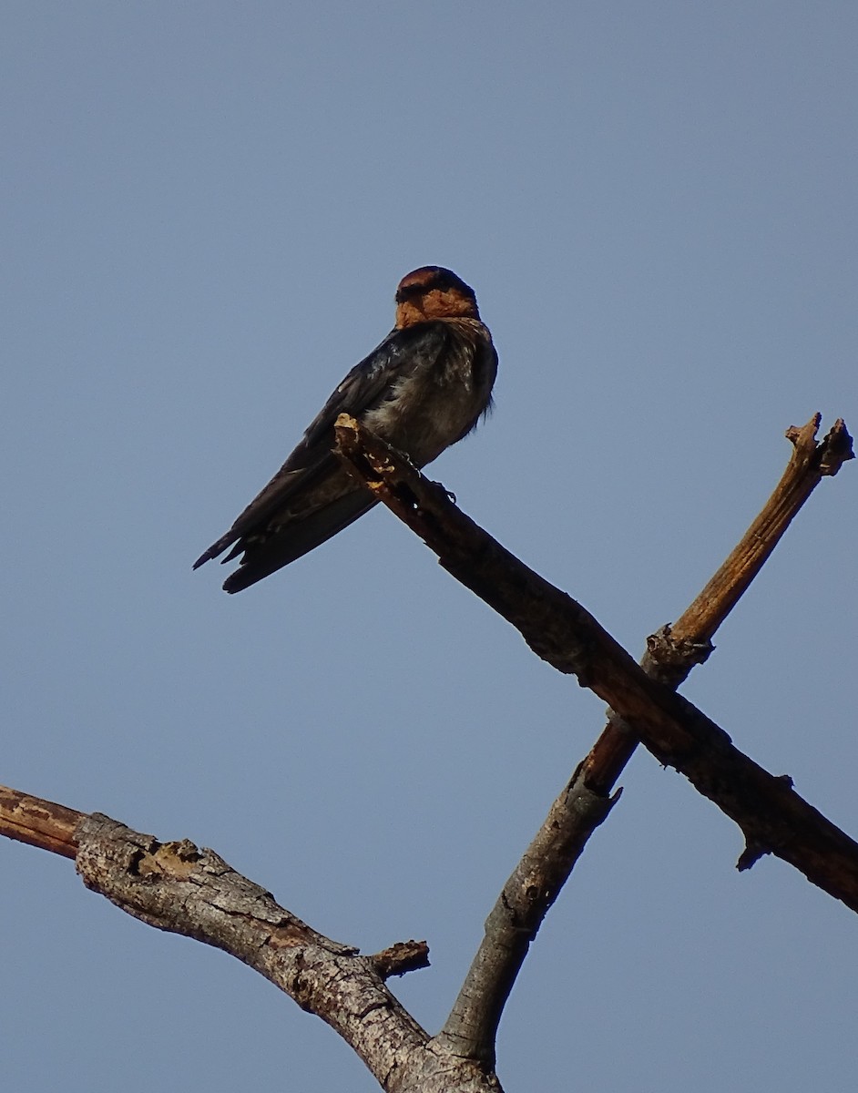 Pacific Swallow - ML618424056