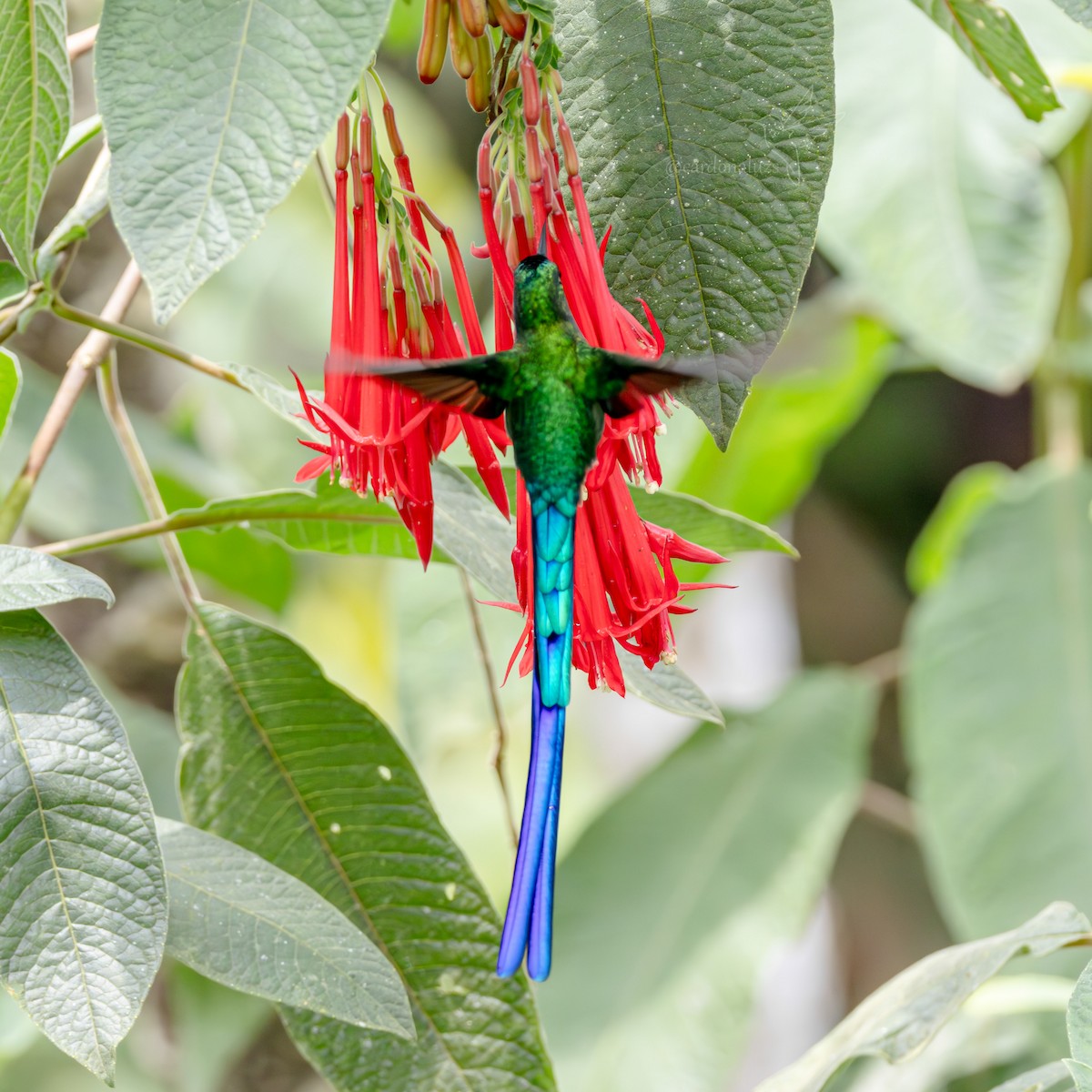 Long-tailed Sylph - ML618424067