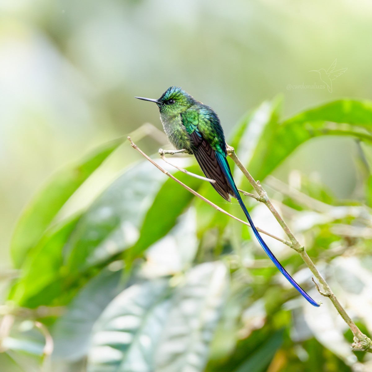 Long-tailed Sylph - ML618424068