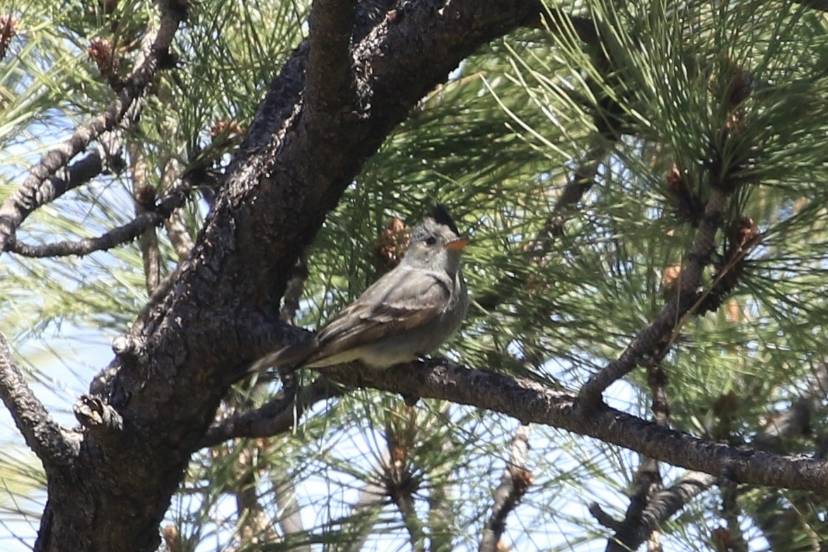 Greater Pewee - ML618424073