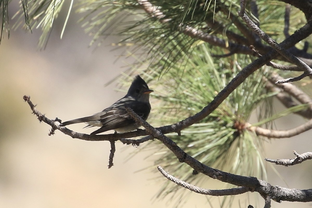 Greater Pewee - ML618424074