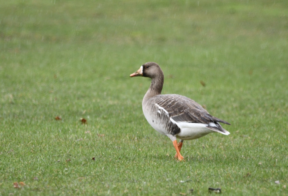 Greater White-fronted Goose - ML618424105