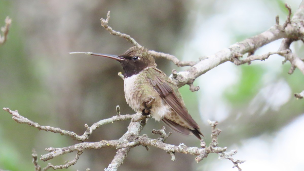 Black-chinned Hummingbird - ML618424144