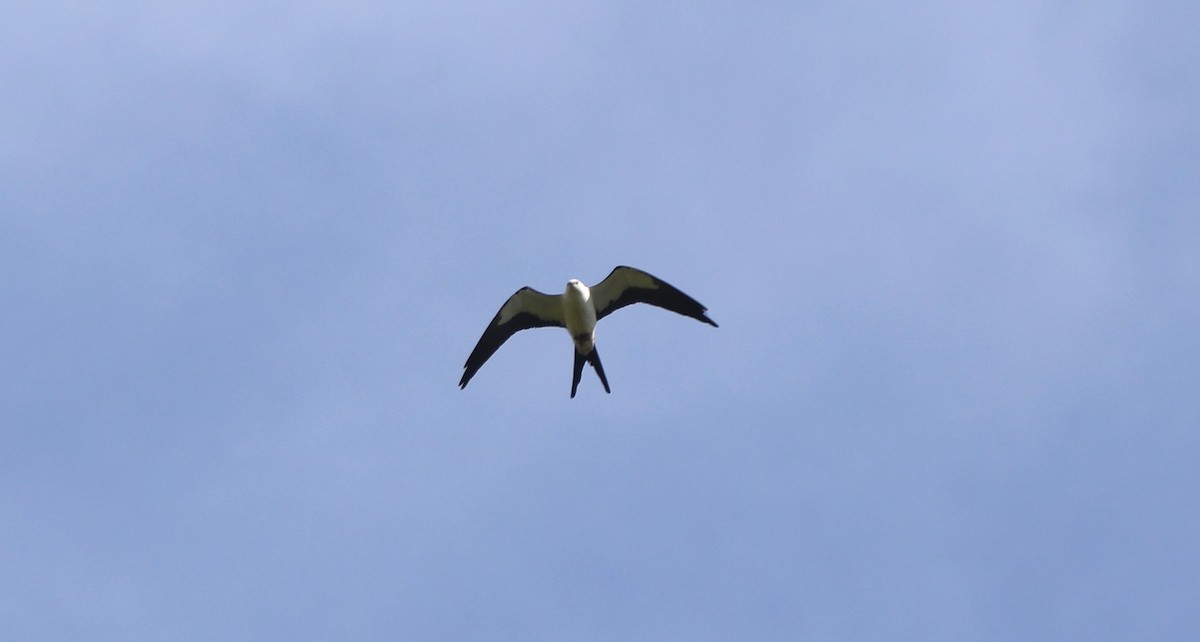 Swallow-tailed Kite - ML618424160