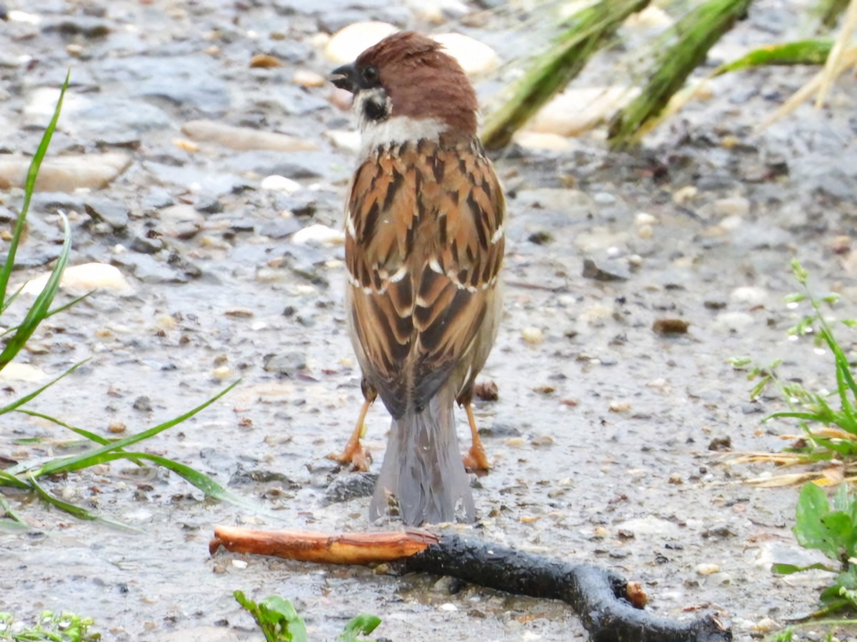 Eurasian Tree Sparrow - ML618424161