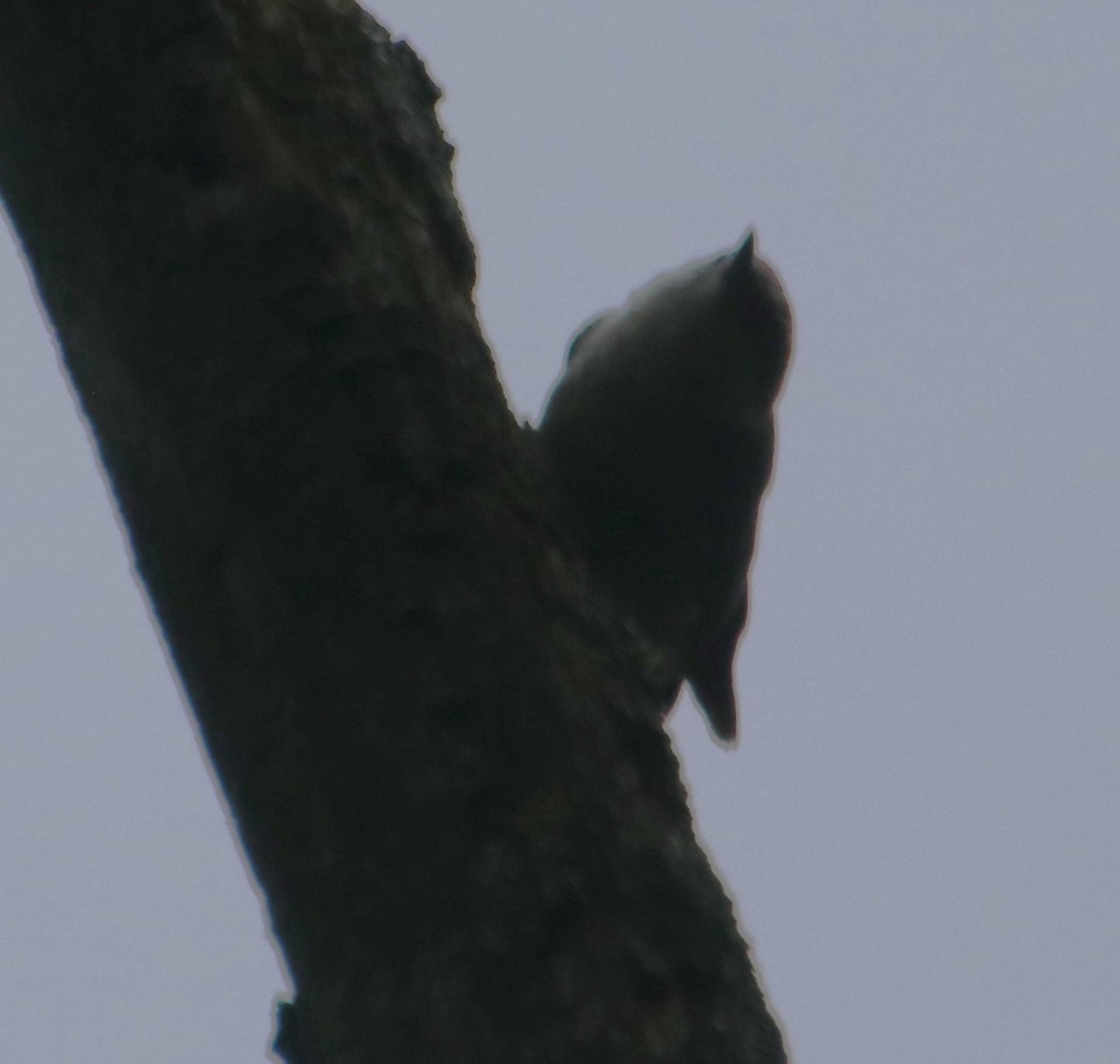 Brown-headed Nuthatch - ML618424268
