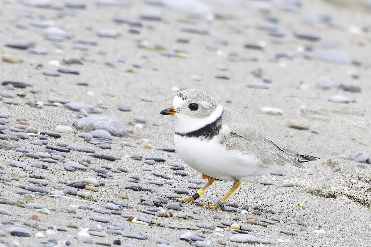 Piping Plover - ML618424287