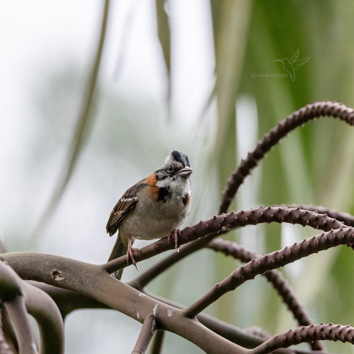 Rufous-collared Sparrow - ML618424288