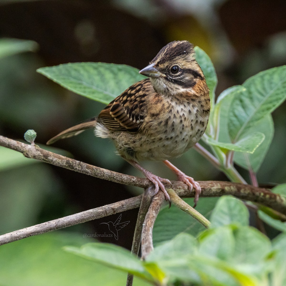 Rufous-collared Sparrow - ML618424289