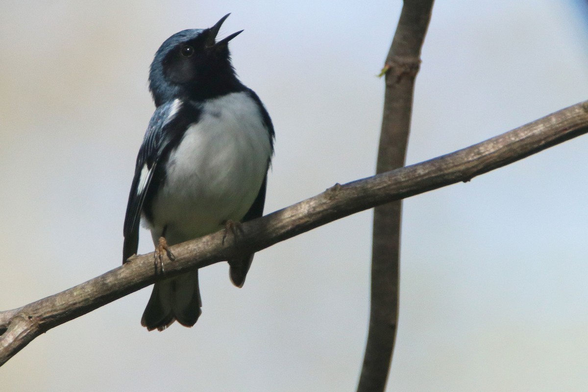 Black-throated Blue Warbler - Dennis  Dirigal