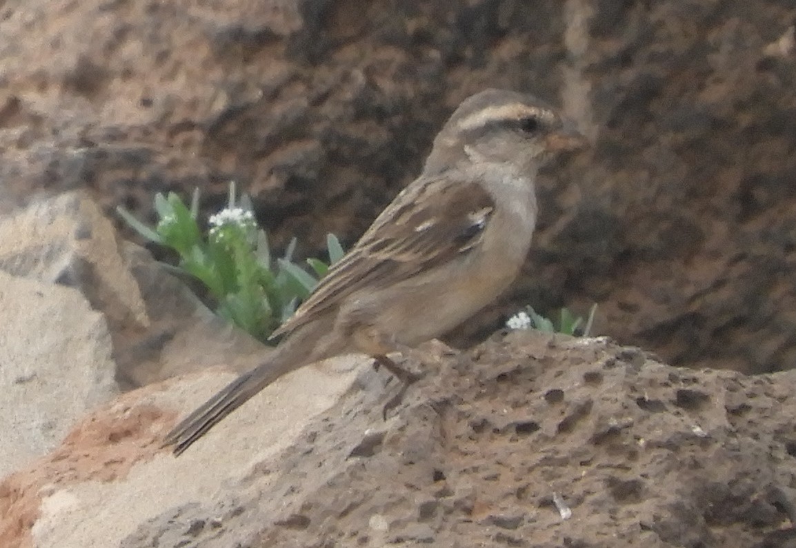 Cape Verde Sparrow - ML618424313