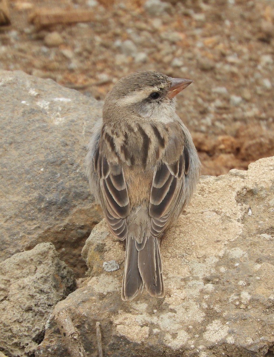 Cape Verde Sparrow - ML618424314
