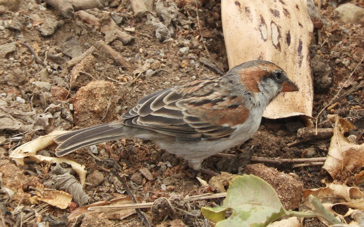 Cape Verde Sparrow - ML618424315