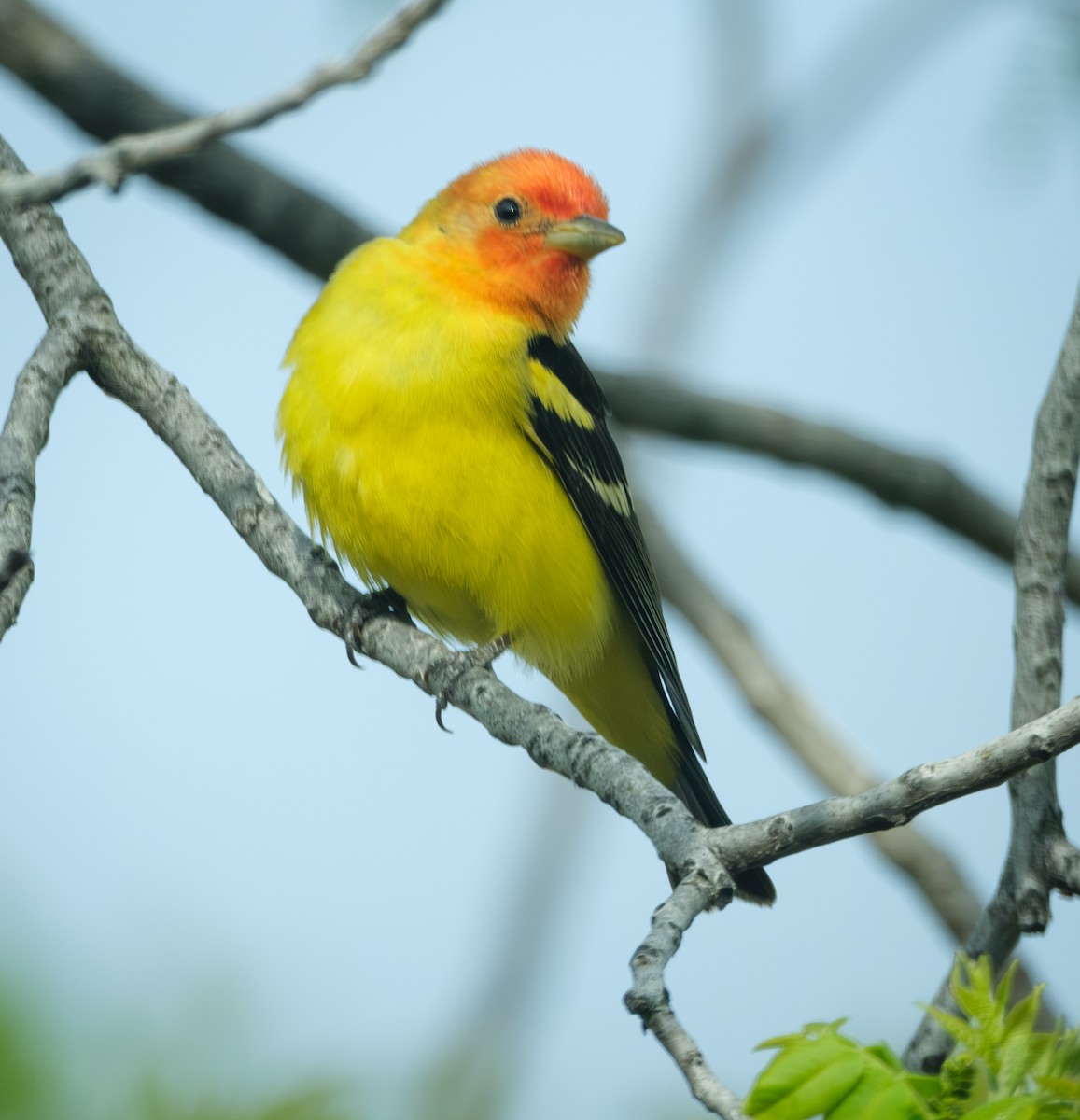 Western Tanager - ML618424409