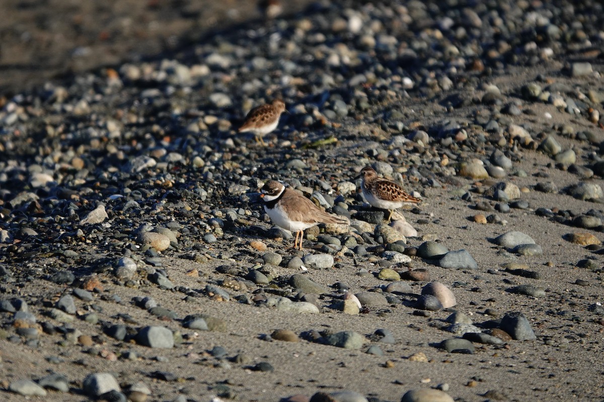 Semipalmated Plover - ML618424435