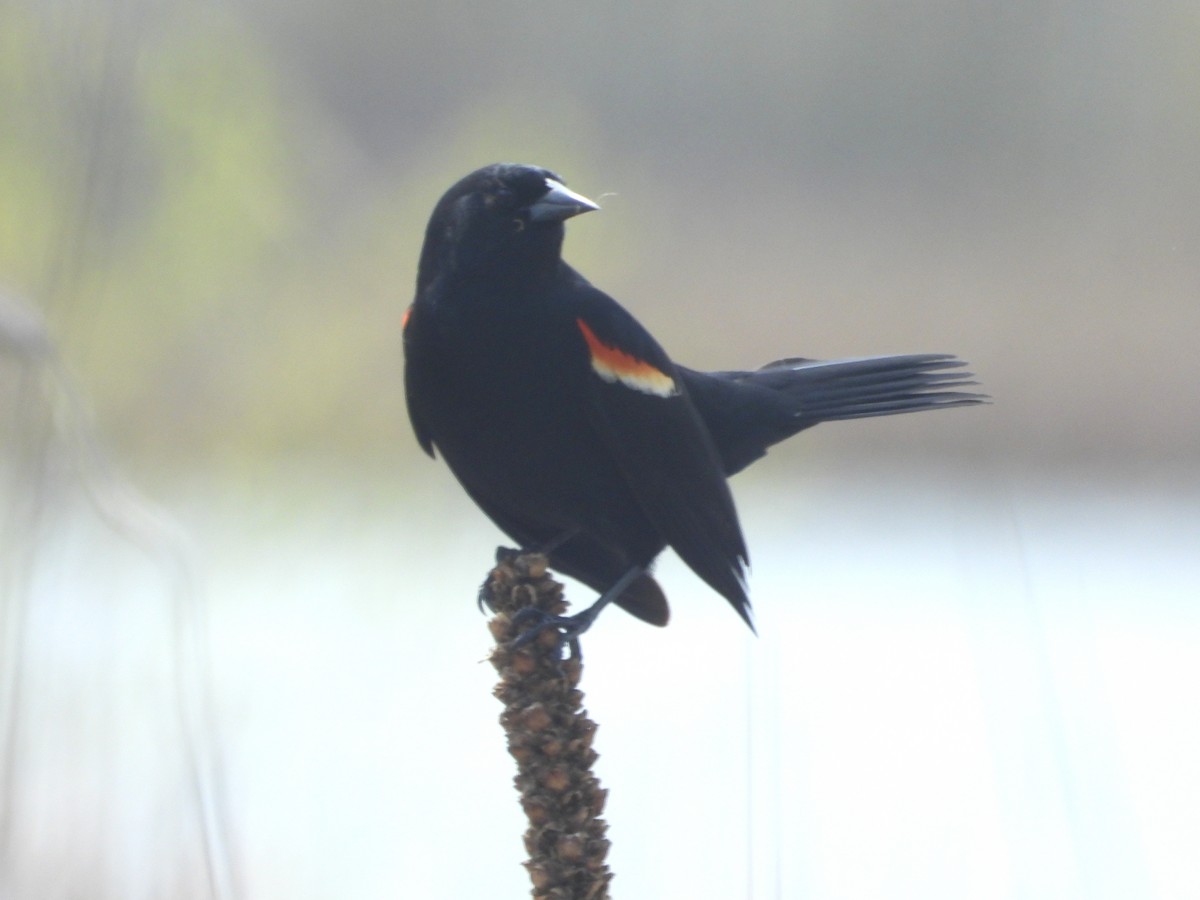 Red-winged Blackbird - ML618424487