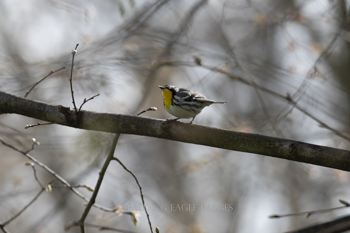 Yellow-throated Warbler - ML618424508