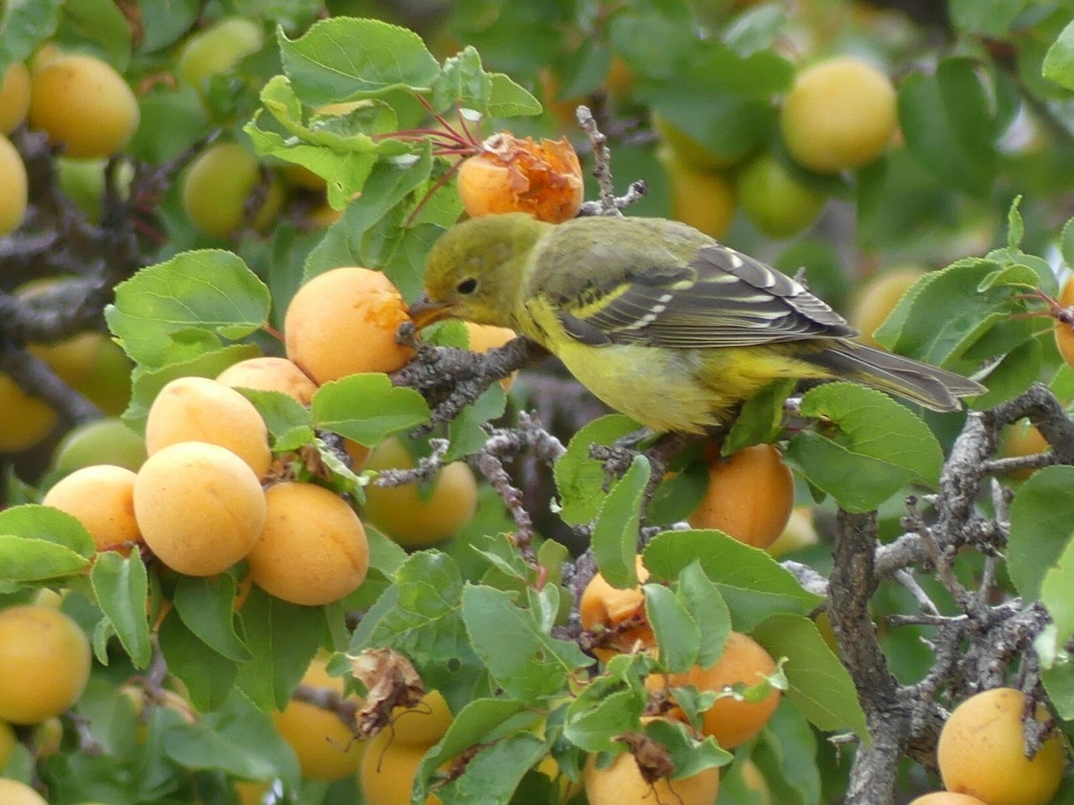 Western Tanager - ML618424630