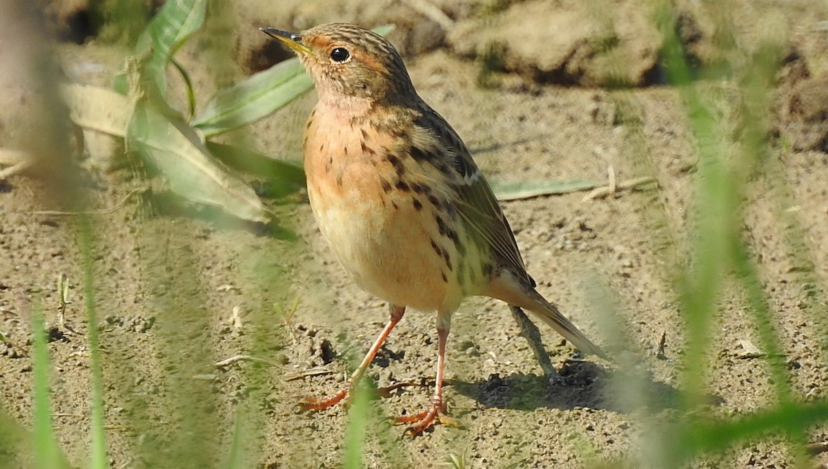 Red-throated Pipit - ML618424662