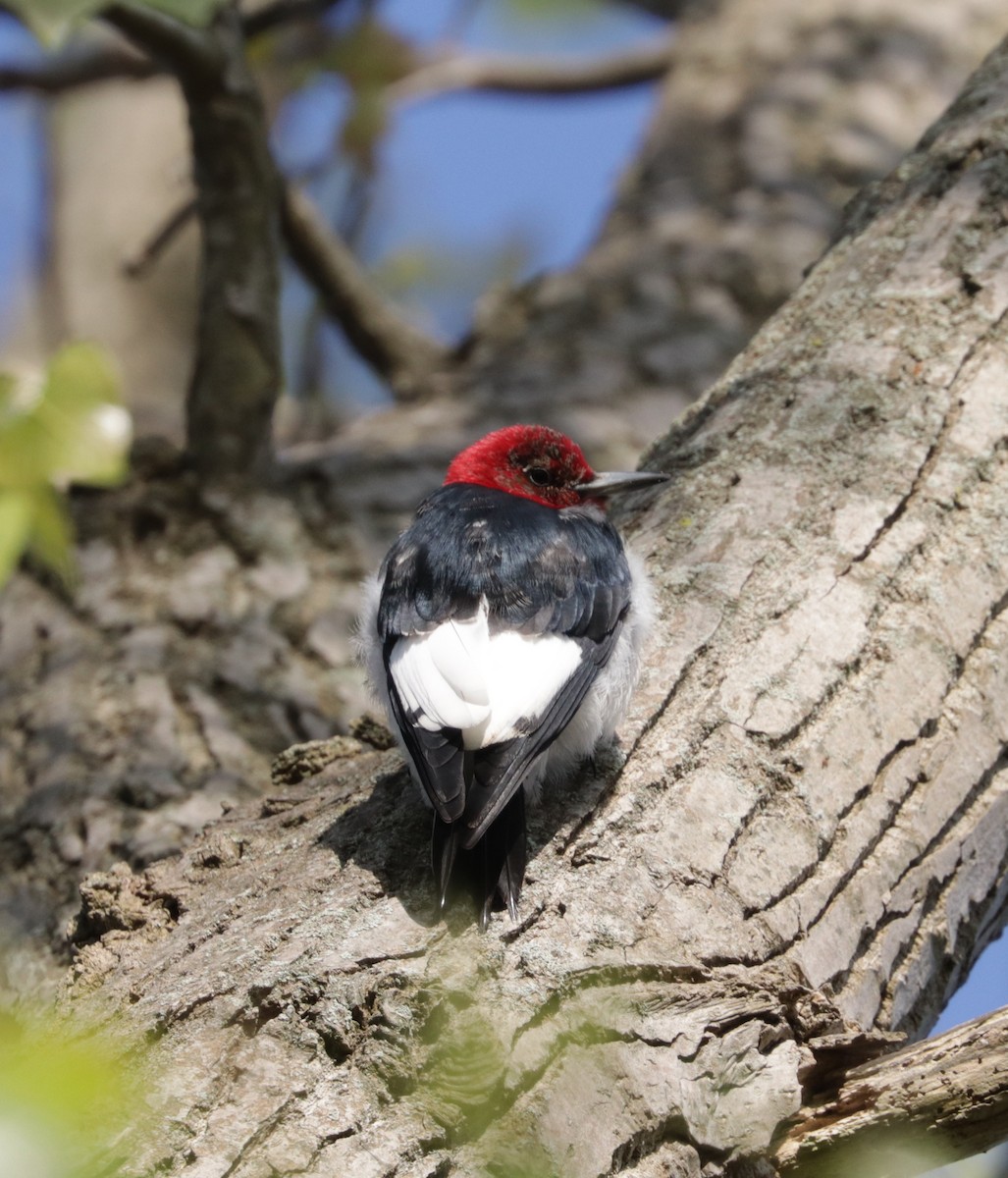 Red-headed Woodpecker - ML618424664