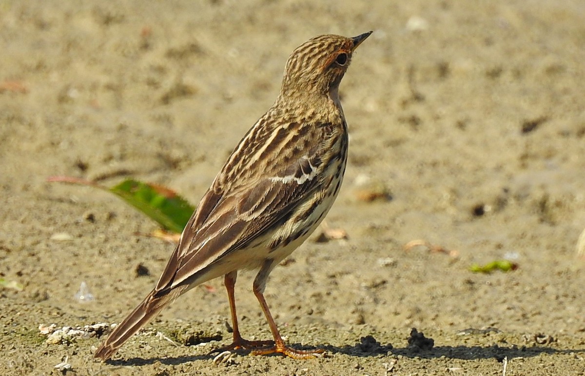 Red-throated Pipit - ML618424667