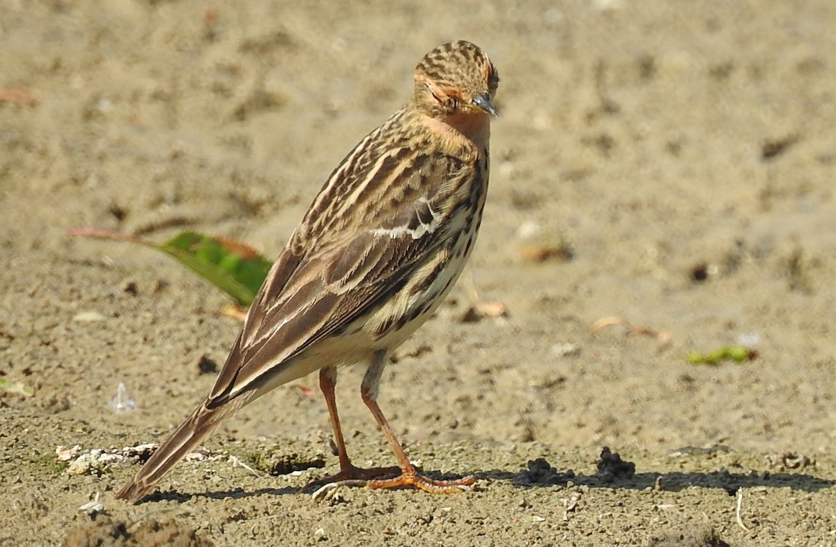 Red-throated Pipit - ML618424678