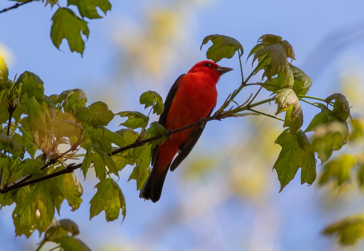 Scarlet Tanager - ML618424680